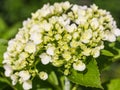 Hydrangea Flower