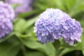 A hydrangea flower is a poem Royalty Free Stock Photo