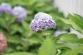 A hydrangea flower is a poem Royalty Free Stock Photo