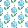 Hydrangea flower seamless pattern. Blue green petals, stem and leaves on white. Vector texture for print, fabric Royalty Free Stock Photo
