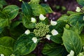 Hydrangea flower about to bloom Royalty Free Stock Photo