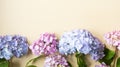 Hydrangea flower top view mockup. Beauty, feminine abstract floral background. Copy space Royalty Free Stock Photo