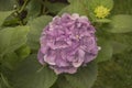 Hydrangea Flower violet color details nature photography Royalty Free Stock Photo
