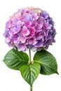 Hydrangea flower on white background Royalty Free Stock Photo