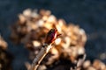 Hydrangea flower in winter