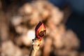 Hydrangea flower in winter