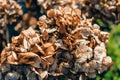 Hydrangea flower in winter