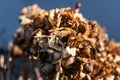 Hydrangea flower in winter