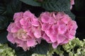 Hydrangea flowerhead Royalty Free Stock Photo