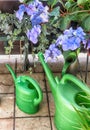 Hydrangea flowerheads and watering cans Royalty Free Stock Photo