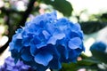 Hydrangea Flowering Boughs in Bloom