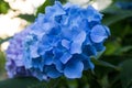 Hydrangea Flowering Boughs in Bloom Royalty Free Stock Photo