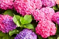 Hydrangea flowers Royalty Free Stock Photo