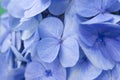 Hydrangea flowers