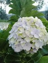hydrangea flowers Apart from being a sweetener in the garden, hydrangeas are also used as flower bouquets