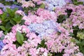 Hydrangea flowers background in pink and purple Royalty Free Stock Photo