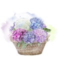 Hydrangea flowers in a basket.Watercolor .