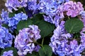 Hydrangea flowers