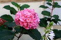 Hydrangea flowers