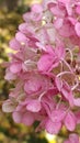 Hydrangea flowers. Beautiful pink petals close-up. Beautiful flowering shrubs for the garden. Vertical photo Royalty Free Stock Photo