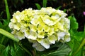 Hydrangea flowers is beautiful