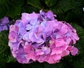 Hydrangea flowers. Blooming in spring. Royalty Free Stock Photo