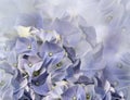 Hydrangea flowers. blue background. floral collage. flower composition. Close-up. Royalty Free Stock Photo