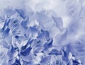 Hydrangea flowers. blue background. floral collage. flower composition. Close-up. Royalty Free Stock Photo