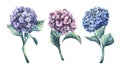 Hydrangea flowers are blue, pink and lilac. Watercolor illustration. Mini set of isolated objects from the WEDDING Royalty Free Stock Photo