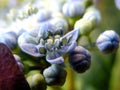 Detail of Blue Lacecap Hydrangea Flowers Center Royalty Free Stock Photo