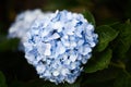 Hydrangea flowers in the city of Da Lat in Vietnam Royalty Free Stock Photo