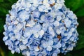 Hydrangea flowers in the city of Da Lat in Vietnam Royalty Free Stock Photo