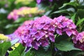 Hydrangea flowers close-up Royalty Free Stock Photo