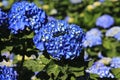 Hydrangea flowers close-up Royalty Free Stock Photo