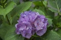 Hydrangea with violet petals colors 