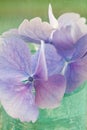 Hydrangea flowers close-up Royalty Free Stock Photo