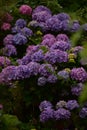 Hydrangea flowers