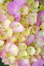 Hydrangea flowers with delicate pink-white petals on a bush with green leaves Royalty Free Stock Photo