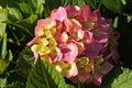 Hydrangea flowers with delicate pink-white petals on a bush with green leaves Royalty Free Stock Photo