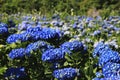 Hydrangea flowers field Royalty Free Stock Photo