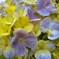 #hydrangea #flowers #flower #flowers#flowerphotography#phonemacro #phonemacrography