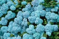 Hydrangea flowers in full bloom in the garden. Royalty Free Stock Photo