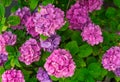 Hydrangea Royalty Free Stock Photo