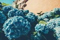 Hydrangea Flowers garden blooming blue color Royalty Free Stock Photo