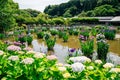 Hydrangea flowers garden at Dazaifu Tenmangu shrine in Fukuoka, Japan Royalty Free Stock Photo