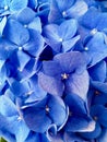 Purple and blue Hydrangea Flowers. Blooming hydrangea flowers Royalty Free Stock Photo