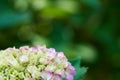 Hydrangea flowers Hydrangea macrophylla with macro In the garden, Royalty Free Stock Photo