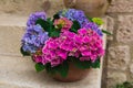 Hydrangea flowers Royalty Free Stock Photo