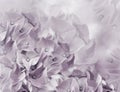 Hydrangea flowers. light purple background. floral collage. flower composition. Close-up.