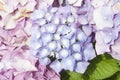 Hydrangea flowers Royalty Free Stock Photo